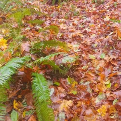 Forest Park - Portland