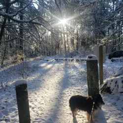 Forest Park - Portland