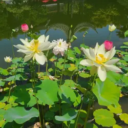 Lan Su Chinese Garden - Portland