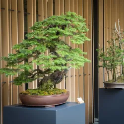 Portland Japanese Garden - Portland