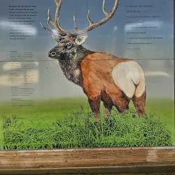 Dean Creek Elk Viewing Area Interpretive Center - Reedsport
