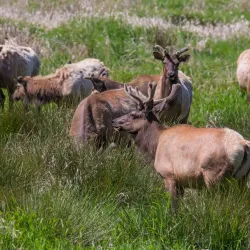 Dean Creek Elk Viewing Area - Reedsport