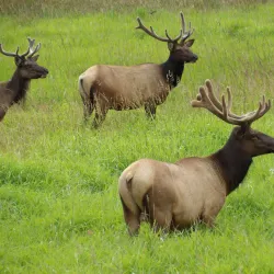 Dean Creek Elk Viewing Area - Reedsport