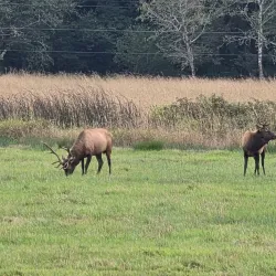 Dean Creek Elk Viewing Area - Reedsport
