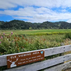 Dean Creek Elk Viewing Area - Reedsport