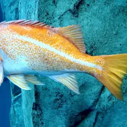 Reedsport Aquarium - Reedsport