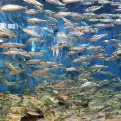 Reedsport Aquarium - Reedsport