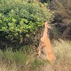 Umpqua River Jetty - Reedsport