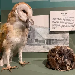 Douglas County Museum - Roseburg