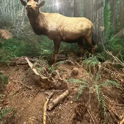 Douglas County Museum - Roseburg