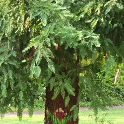 Riverside Park - Roseburg