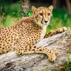 Wildlife Safari - Roseburg