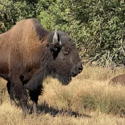 Wildlife Safari - Roseburg