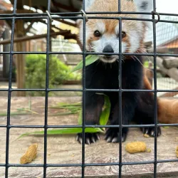 Wildlife Safari - Roseburg