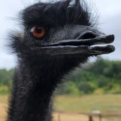 Wildlife Safari - Roseburg