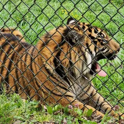 Wildlife Safari - Roseburg