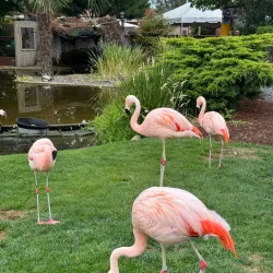 Wildlife Safari - Roseburg