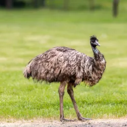 Wildlife Safari - Roseburg