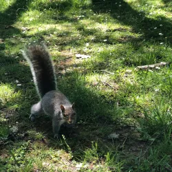 Bush's Pasture Park - Salem