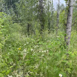 Minto-Brown Island Park - Salem