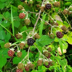 Minto-Brown Island Park - Salem