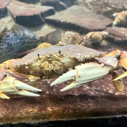 Seaside Aquarium - Seaside