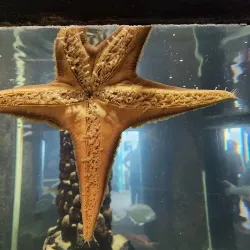 Seaside Aquarium - Seaside