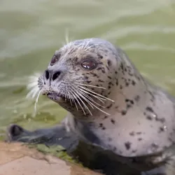 Seaside Aquarium - Seaside