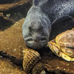 Seaside Aquarium - Seaside