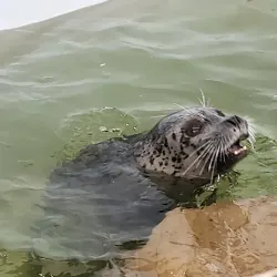Seaside Aquarium - Seaside