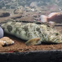 Seaside Aquarium - Seaside