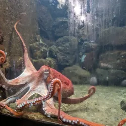 Seaside Aquarium - Seaside