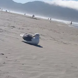 Seaside Beach - Seaside