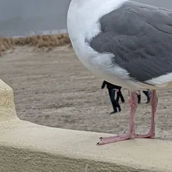 Seaside Beach - Seaside
