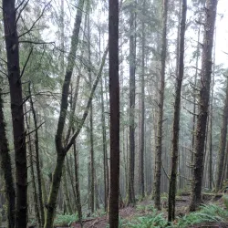 Tillamook Head Trail - Seaside