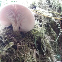 Tillamook Head Trail - Seaside