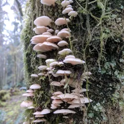 Tillamook Head Trail - Seaside