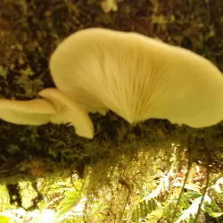 Tillamook Head Trail - Seaside