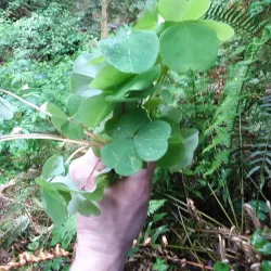 Tillamook Head Trail - Seaside