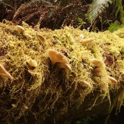 Tillamook Head Trail - Seaside