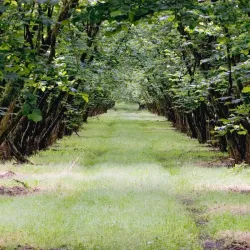 Dorris Ranch - Springfield