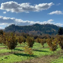 Dorris Ranch - Springfield