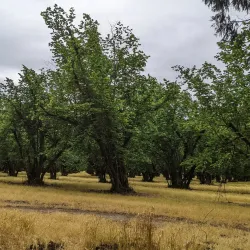 Dorris Ranch - Springfield