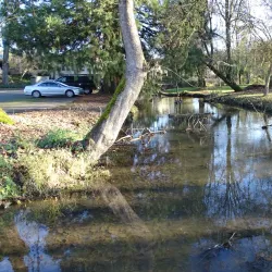 Island Park - Springfield