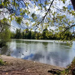 Island Park - Springfield