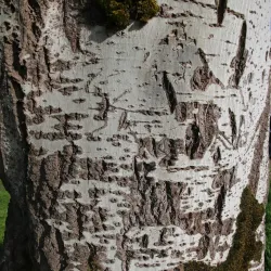 Willamalane Park and Recreation District - Springfield