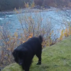 Willamette River Trail - Springfield