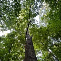 Ambler Borough Park - Ambler