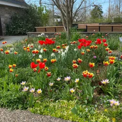 Arboretum at Ambler - Ambler