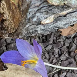 Arboretum at Ambler - Ambler